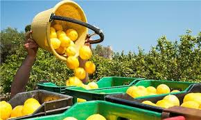 Türkiye’nin Limon İhracatı 22 Yılda 2,5 Kat Arttı