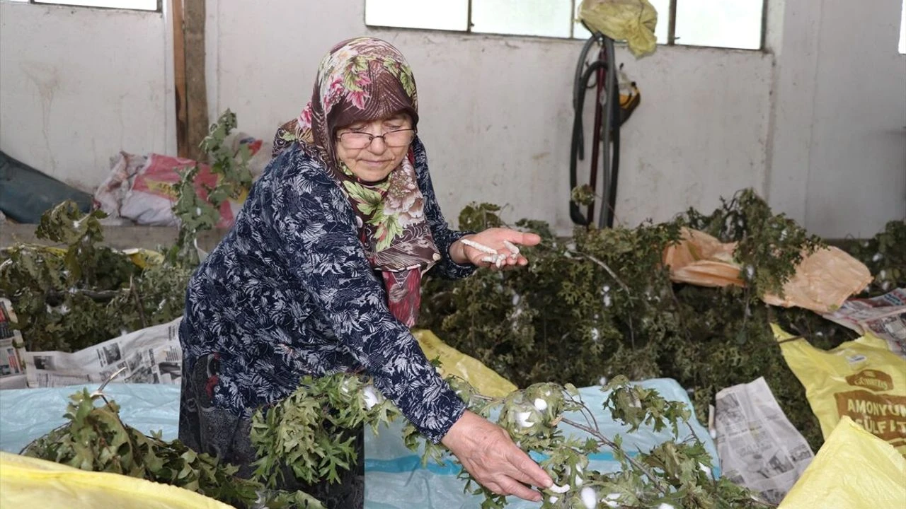 Akyazı’da 50 yıllık emek: Baykın çifti ata mirası ipek böcekçiliğini yaşatıyor