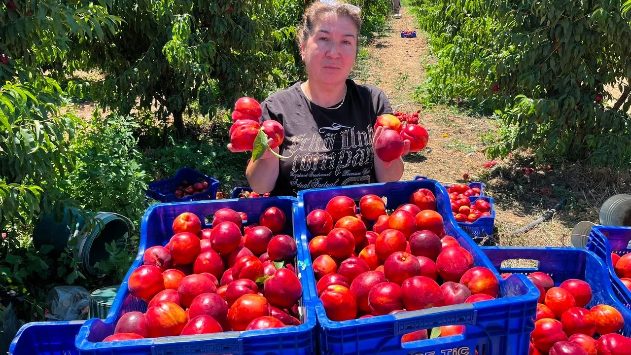 Tarlada 15 TL, Markette 100 TL! Nektarin Üreticisi Fiyat Farkına Tepkili