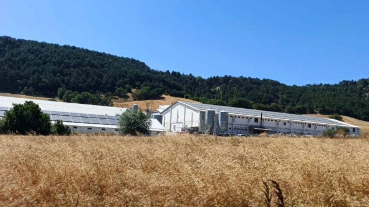 Hindi çiftliğinde yangın paniği! Alevler kümeslere sıçramadan söndürüldü