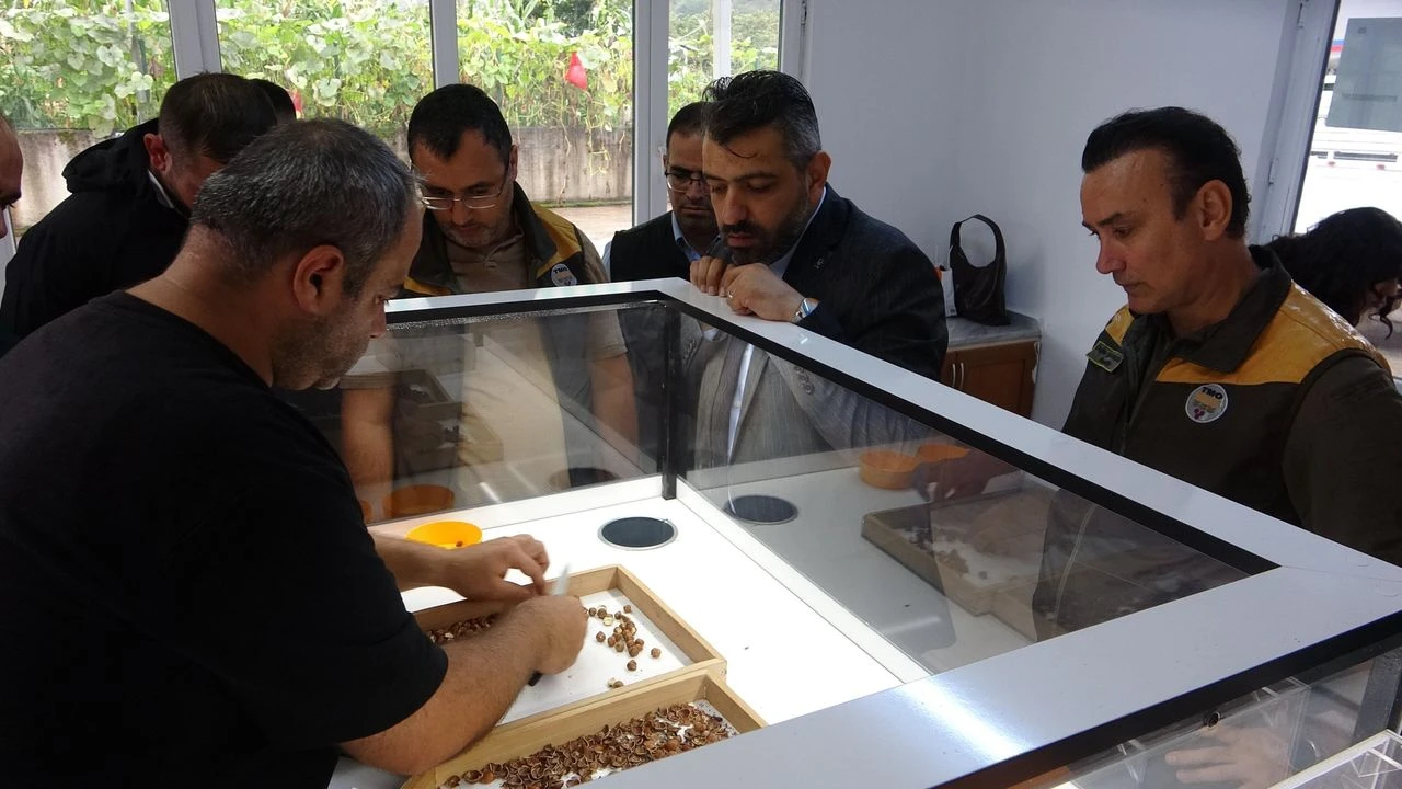 Fındıkta randıman farkı üreticinin kazancını artırıyor